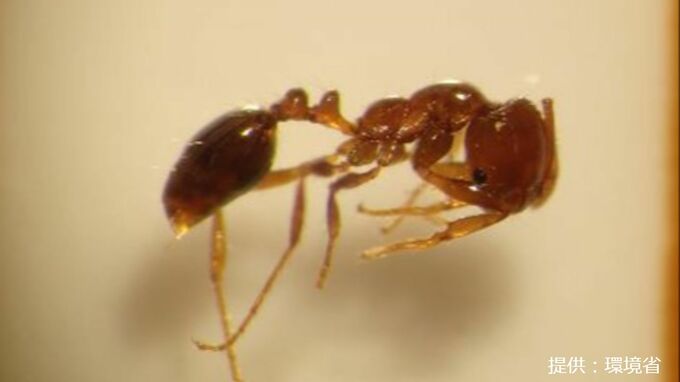 強い毒を持つ「ヒアリ」が名古屋港で見つかる　刺されると死に至ることも…  南米などに生息する外来生物　|　名古屋・愛知・岐阜・三重のニュース【CBC news】 | CBC web