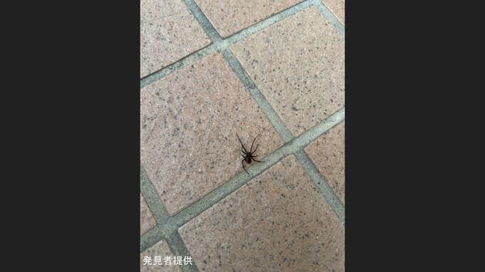 セアカゴケグモ…夕方の商業施設で見つかる　猛毒もつメス1匹　見分け方は「背中の赤い模様」特徴知る市民が通報|TBS NEWS DIG
