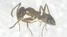 特定外来生物「アルゼンチンアリ」高知市と南国市で約100匹見つかる　高知県内での発見は2023年以来2例目　生態系を壊すおそれも　|　高知のニュース・天気｜KUTV NEWS | KUTVテレビ高知
