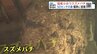大きさ50センチの巣、約500匹のスズメバチが…ボランティアで駆除　作業に密着　福島　　|　福島のニュース│TUF