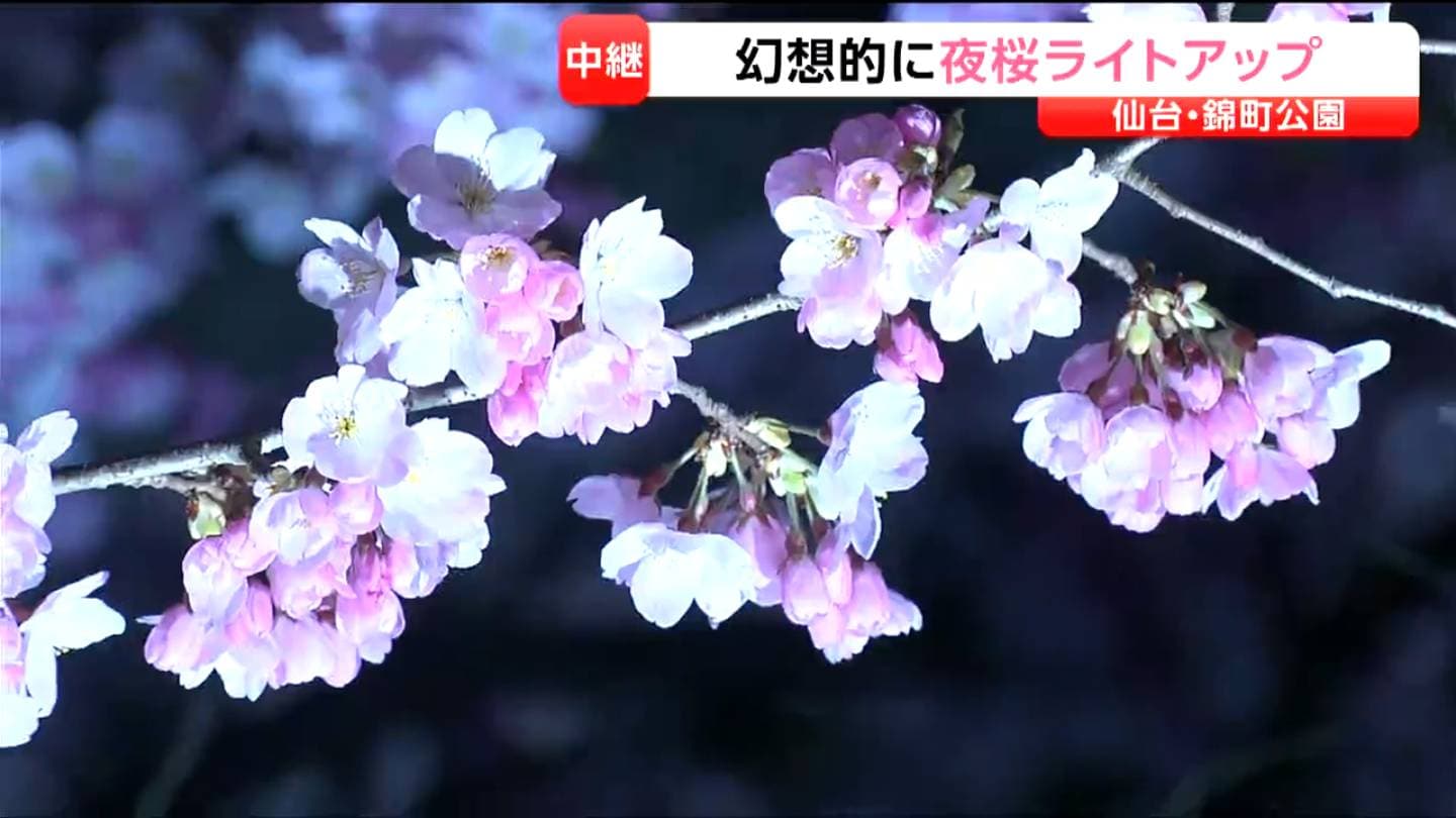 サクラ中継】早咲きの「コヒガンザクラ」ほぼ満開の仙台・錦町公園が