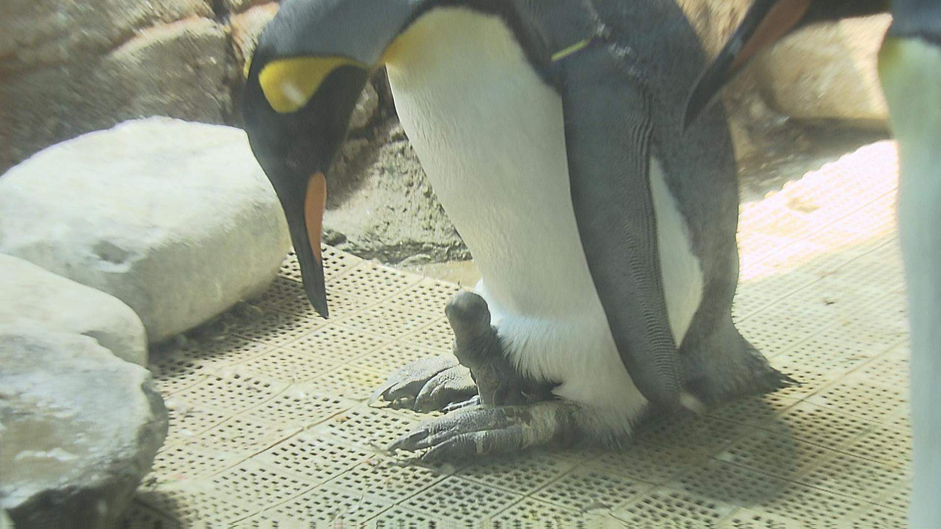 アナペンギン 可愛すぎると話題】キングペンギンのヒナ