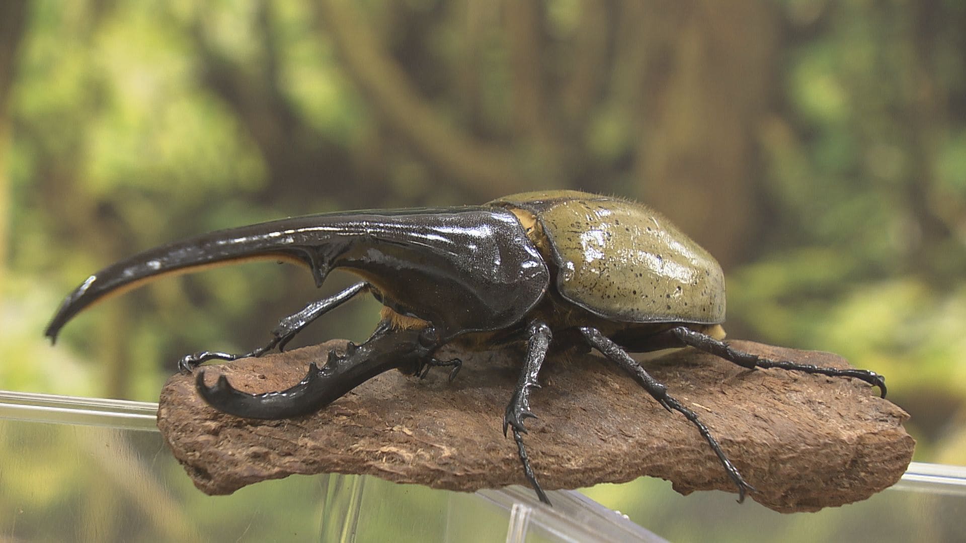 銅製　ヘラクレス　カブトムシ 世界最大級のカブトムシ「ヘラクレスオオカブト」養殖に成功 幼虫は
