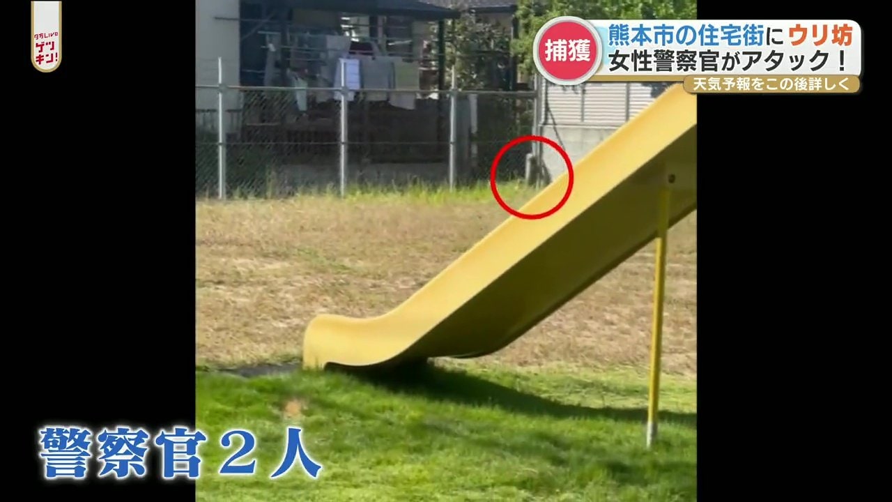 住宅街にウリ坊 女性警察官が子どものイノシシと格闘 結果は Rkk熊本放送 Goo ニュース