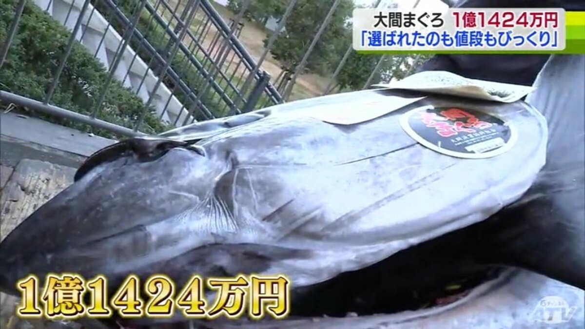 大間 の マグロ 値段