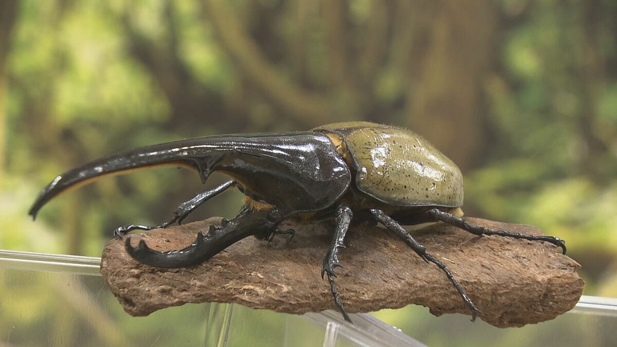 世界最大級のカブトムシ「ヘラクレスオオカブト」養殖に成功 幼虫は