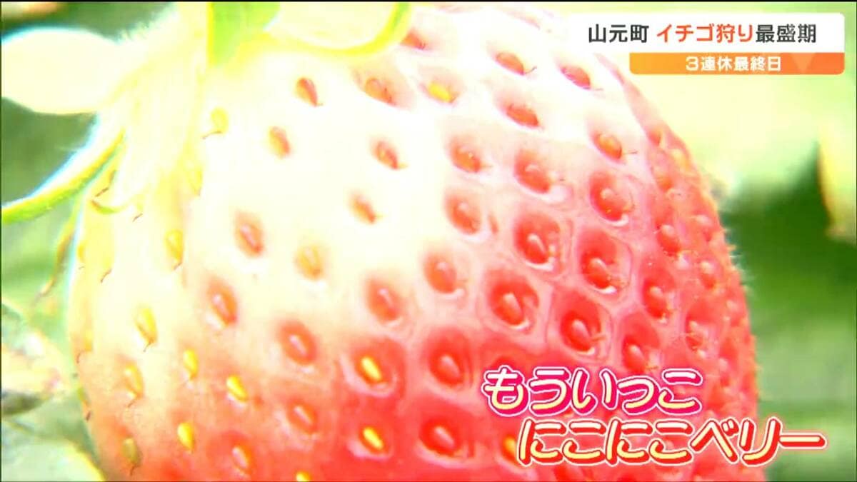 季節を味わえて良いな」3連休最終日でイチゴ狩りにぎわう 宮城・山元町
