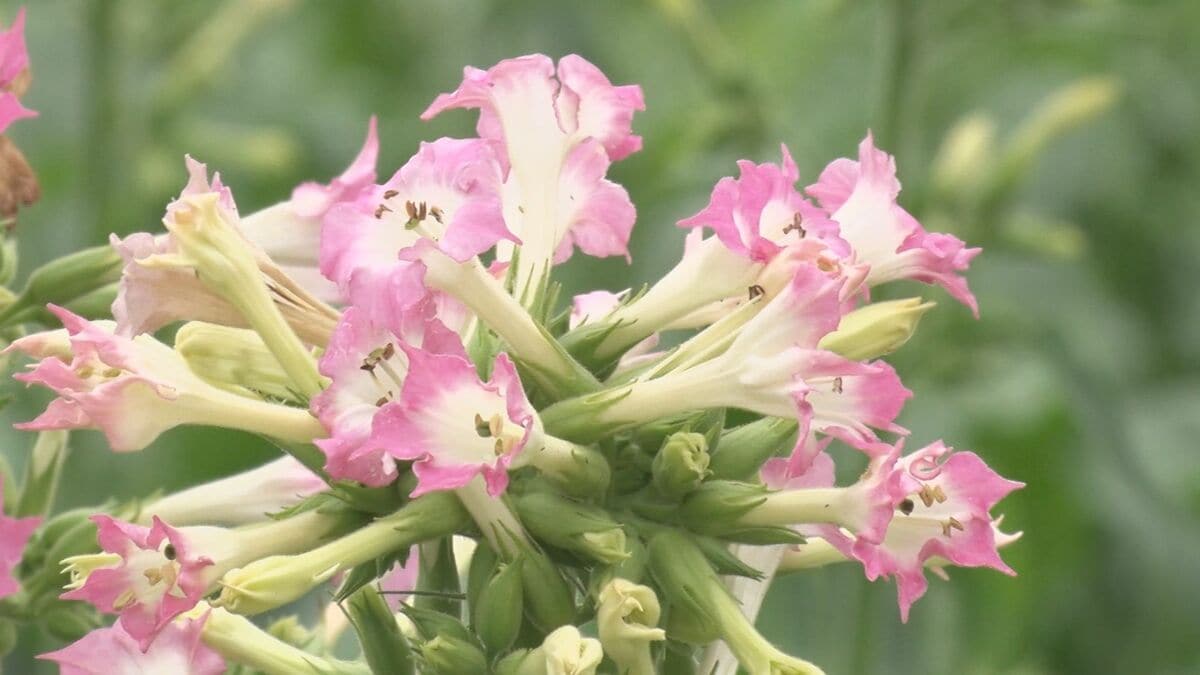 初夏を告げる葉タバコの花咲く　伊江島