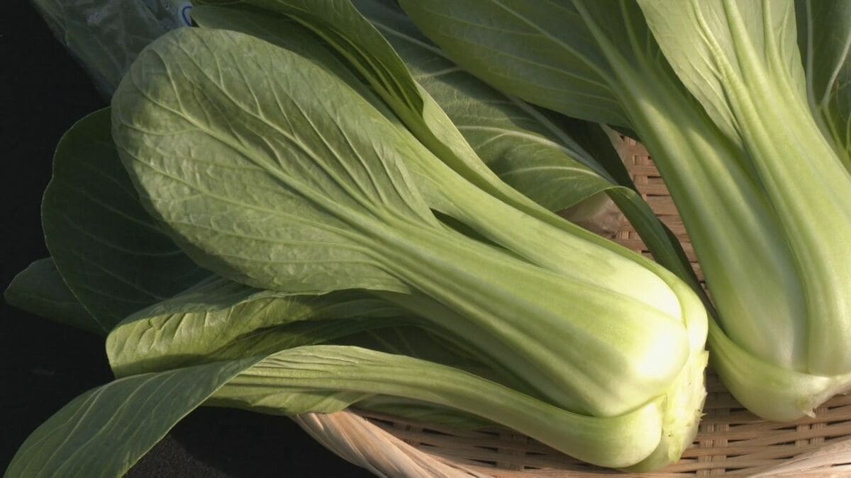 チンゲンサイ収穫最盛期 春になって柔らかく…おすすめは｢炒めずに生で｣ 愛知･安城市