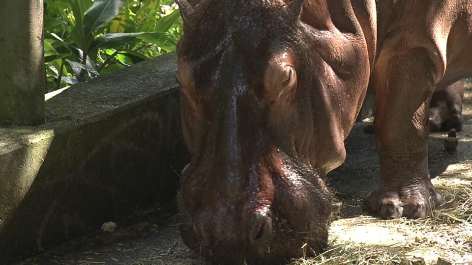 長寿感じる名前「モモエ」夫は「トモカズ」 国内最高齢の長寿動物たちを飼う沖縄こどもの国