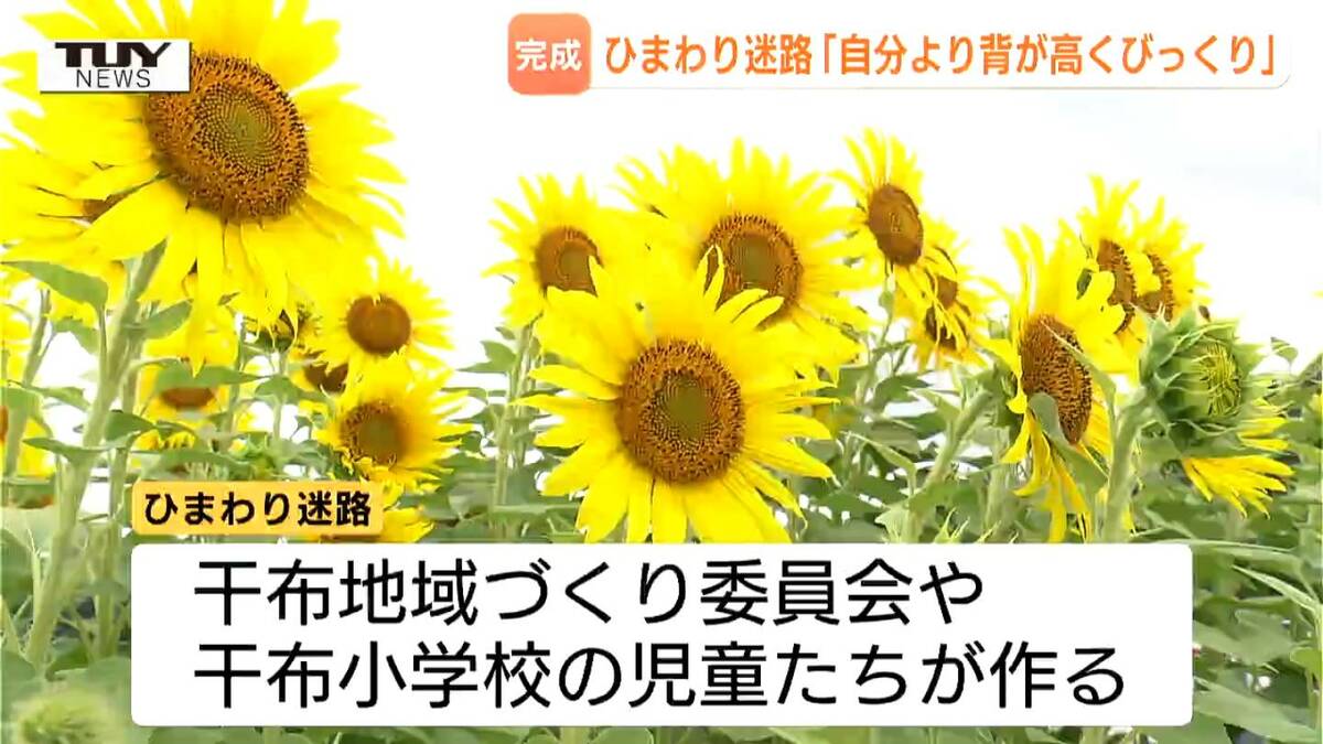 背丈を超えるひまわりの中を探検！5万本のひまわりで作られた