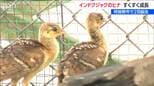 お母さんの後ろを一生懸命に　白鳥が飛来する瓢湖で「クジャクのヒナ」2羽が誕生　“3代目白鳥おじさん”もメロメロに　新潟・阿賀野市　|　新潟のニュース・天気｜BSN NEWS｜BSN新潟放送