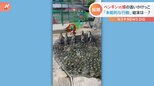 話題急上昇!!ペンギンが夢中になったのは?一生懸命に追いかけるペンギンVSひらひらと鮮やかに交わす蝶 結末は?|TBS NEWS DIG
