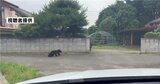 【クマ出没情報・視聴者提供映像あり】町道を横断するクマ 矢吹町谷中地内 午後0時半 | 福島のニュース│TUF