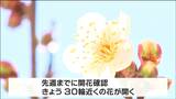 「春が来た!」 榴岡天満宮で”早咲きのウメ”咲き始める 約30輪が開花 夏の猛暑で昨シーズンより約1か月遅く 仙台市|TBS NEWS DIG