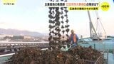 主要産地の県西部　廿日市市大野地区の現状は？　養殖カキ大量死の原因は「貧酸素水塊」と「風向き」が原因か　広島|TBS NEWS DIG