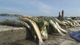 宍道湖の夕日の名所で魚が大量死 悪臭懸念|TBS NEWS DIG