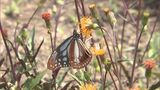 “旅するチョウ”アサギマダラ　門川町に飛来|TBS NEWS DIG