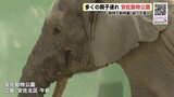 ゴールデンウィーク後半　初日の様子は？ サミットの影響は？　平和公園＆安佐動物公園を歩く　|　RCC NEWS | 広島ニュース | RCC中国放送