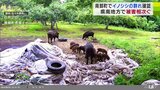 「どんどん倍に増えていくのが心配…」約20頭のイノシシが果樹園で“米ぬか”を食い荒らし…　たった2日で肥料なくなる　被害相次ぐ【衝撃映像】　|　青森のニュース│ATV NEWS│青森テレビ
