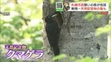 札幌市民の憩いの森「白旗山」が荒廃 いったいなぜ?背景には…“皆伐”と呼ばれる伐採作業 市民団体からは環境破壊の指摘も 札幌市 | 北海道のニュース|HBC北海道放送