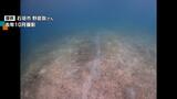 石垣島でジュゴンが海草を食べた「はみ跡」が見つかる 2年連続 環境省「生息の可能性極めて高い」|TBS NEWS DIG
