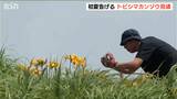 佐渡と山形県の一部にだけに自生する『トビシマカンゾウ』佐渡の景勝地 大野亀で見頃に|TBS NEWS DIG