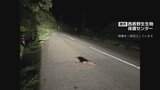 国特別天然記念物 イリオモテヤマネコの子ネコが交通事故で死ぬ 952日の無事故記録が途切れる|TBS NEWS DIG