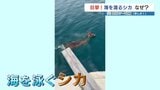 こらめずらしか!海を渡るシカ! でもなぜ?エサを求めて?専門家からは意外な見解が・・・ | 熊本のニュース|RKK NEWS|RKK熊本放送
