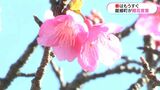 1000本のヒカンザクラもうすぐ見ごろ 龍郷町が開花宣言 ソメイヨシノが咲かない奄美大島 | 鹿児島のニュース|MBC NEWS|南日本放送