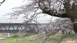 今年は北陸新幹線とのコラボの景色も 「ふくい桜まつり」14日まで開催　|　石川県のニュース｜MRO北陸放送