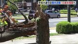 倒木が相次ぐ「平和大通り」 新たに13本を伐採へ　８月に木が倒れ 点検で問題確認　|　RCC NEWS | 広島ニュース | RCC中国放送