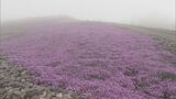 霧が晴れたら…ドローンでキッチンカー商品を山の上まで 茶臼山山頂付近は約40万株の芝桜が五分咲き 官民連携プロジェクト | 名古屋・愛知・岐阜・三重のニュース【CBC news】 | CBC web