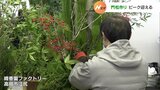 新年に向けた準備着々と…門松づくりピーク迎える 富山 | 富山のニュース|天気・防災|チューリップテレビ
