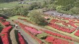 三股町の椎八重公園　６万本のツツジが見頃|TBS NEWS DIG