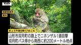 市街地でニホンザルの目撃相次ぐ　見つけても「近づかず」「目を合わせず」「エサを与えず」（山形市）　|　山形のニュース│TUYテレビユー山形
