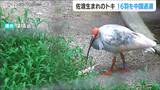 佐渡市のトキ16羽を8年ぶりに中国へ返還 現在 佐渡の野生下に約500羽 国内施設で175羽を飼育|TBS NEWS DIG