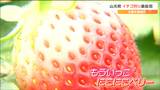 「季節を味わえて良いな」3連休最終日でイチゴ狩りにぎわう 宮城・山元町 | 宮城のニュース│tbc NEWS│tbc東北放送