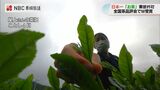 日本一奪還!「小さな町が大きな冠」そのぎ茶が全国茶品評会で個人賞・産地賞の2部門で日本一【長崎】 | 長崎のニュース | 天気 | NBC長崎放送