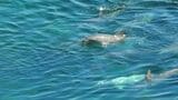 海岸の浅瀬に“イルカの大群”　30分以上同じ場所をぐるぐると回り続けていた…「本来生息していない」種類は？なぜ島根の海に出現？　専門家に聞いてみると…　|　BSSニュース | BSS山陰放送