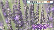 太陽に向かって咲き誇るラベンダー畑…富山市「ハーブ・ファーム富夢創野」が見頃　富山県内は最高気温27℃の夏日に　万全な熱中症対策とともに　|　富山のニュース｜天気・防災｜チューリップテレビ