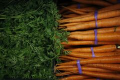 有機ニンジン食べ１人死亡、全米18州39人余り感染－疾病対策センター| TBS CROSS DIG with Bloomberg