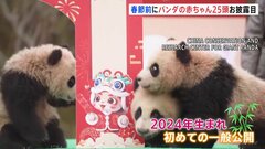 2024年生まれの25頭のパンダをお披露目　中国・四川省| TBS CROSS DIG with Bloomberg