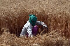 インド産小麦、今年は記録的な収穫量との見通し－良好な気候条件で| TBS CROSS DIG with Bloomberg