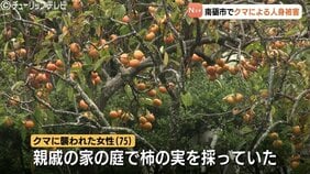 75歳女性クマに襲われる 右腕・右側頭部をかまれたか 富山県南砺市でクマによる人身被害 |TBS NEWS DIG
