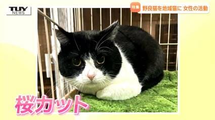 耳がカットされているネコに市民権を」野良猫を地域猫に 人と猫の幸せ