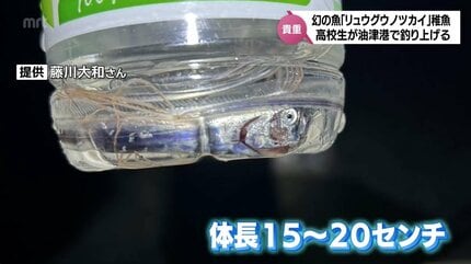 【激レア深海魚】リュウグウノツカイ幼魚 液浸標本 ペットボトルに入る大きさ 「幻の深海魚」リュウグウノツカイの稚魚