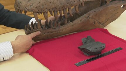 およそ7400万年前の地層から左右がくっついた状態で… 国内初