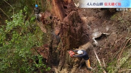 縄文杉より大きい木が、何本も残っている」屋久島、未知の巨木が残る