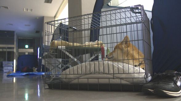 道路の耐震化と「無縁墓」問題　変わりゆく避難所「ペット同行避難」　熊本地震10年　|　大分のニュース｜OBS NEWS｜大分放送